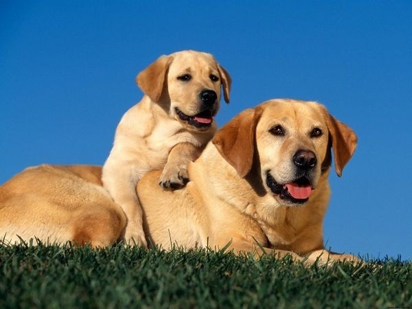 crocchette_per_cani_2