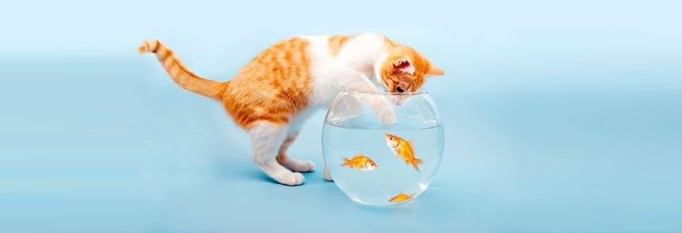 cupones descuento pienso y mascotas cupones descuento pienso y mascotas