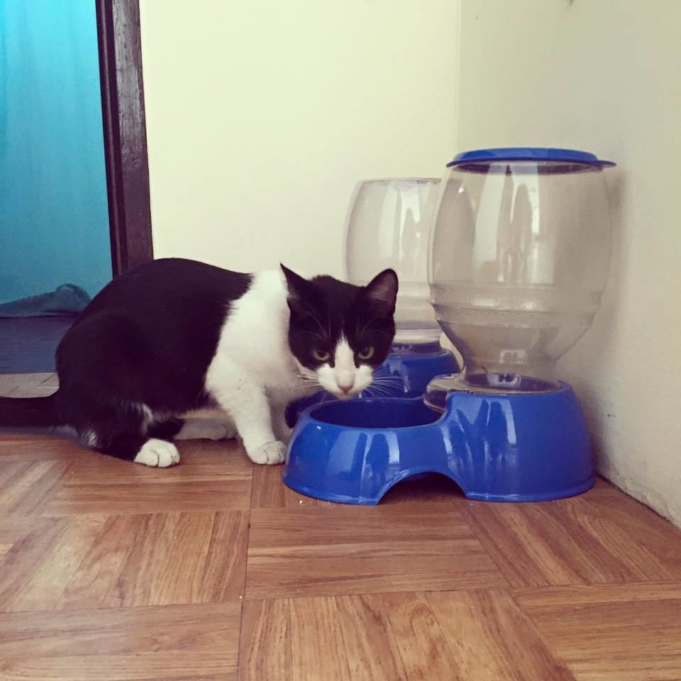Cupones Petngo= Ofertas Petngo